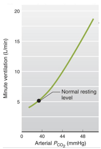 <p><span style="background-color: transparent;"><span>arterial PCO2 is the MOST important regulator of ventilation especially at rest</span></span></p><ul><li><p><span style="background-color: transparent;"><span>normal arterial PCO2 is about 40 mmHg, minute arterial ventilation is 5 L/min</span></span></p></li><li><p><span style="background-color: transparent;"><span>PCO2 is tightly regulated, small changes in PCO2 causes big changes in minute ventilation</span></span></p></li><li><p><span style="background-color: transparent;"><span>PCO2 is intimately related to pH - maintain PCO2 = regulating pH</span></span></p></li></ul><p></p>