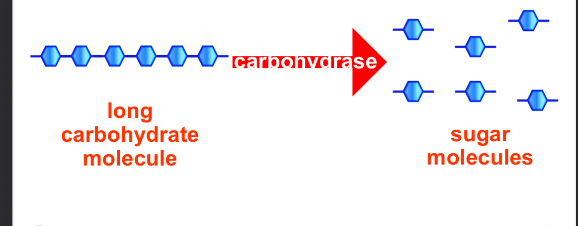 <p>Carbohydrates are chains of identical sugar molecules.</p><p>The digestive enzymes called carbohydrase break the chemical bonds between the individual sugar molecules in each carbohydrate chain</p>