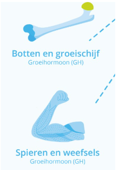 <p>Bij <u>kinderen </u>is groeihormoon <u>essentieel voor de groei van de botten. </u></p><p>Ook bij volwassenen is groeihormoon heel belangrijk.&nbsp;Het houdt het <strong>lichaamsgewicht</strong>, de <strong>energiebalans </strong>en de <strong>hartfunctie op peil</strong> en speelt een rol in de <strong>suikerstofwisseling</strong>, de handhaving van de <strong>balans tussen spier- en vetmassa</strong> en de <strong>vetstofwisseling</strong>. Het <strong>beïnvloedt </strong>ook de <strong>botstructuur en eventuele bloedvatverkalking.</strong><br><br><span data-name="point_right" data-type="emoji">👉</span>Groeihormoon regelt mogelijk ook <strong>de verouderingsprocessen, </strong>het <strong>denktempo </strong>en het <strong>geestelijk welbevinden.&nbsp;</strong></p><p><span data-name="point_right" data-type="emoji">👉</span><strong>Een gebrek </strong>aan groeihormoon kan, zowel bij<u> kinderen als bij volwassenen, </u>leiden tot onder meer <strong>depressie</strong>, <strong>gebrek aan energie, spierzwakte</strong> en <strong>toename </strong>van het <strong>lichaamsvet</strong>.</p><p><span data-name="point_right" data-type="emoji">👉</span>Wanneer er sprake is van een <strong>groeihormoon producerende tumor </strong>dan heet dat <strong>acromegalie</strong>. Bij <u>volwassenen </u>kunnen de <strong>uiteinden </strong>(de acra),&nbsp;zoals handen, voeten, kaak en oren,&nbsp;<strong>groter worden.</strong></p>