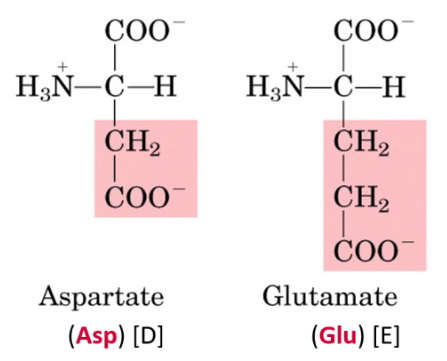 <p><span>At neutral pH, carboxyl group side chains are not protonated → Negatively charged</span></p><p><span><strong>Glutamate, Aspartate</strong></span></p>