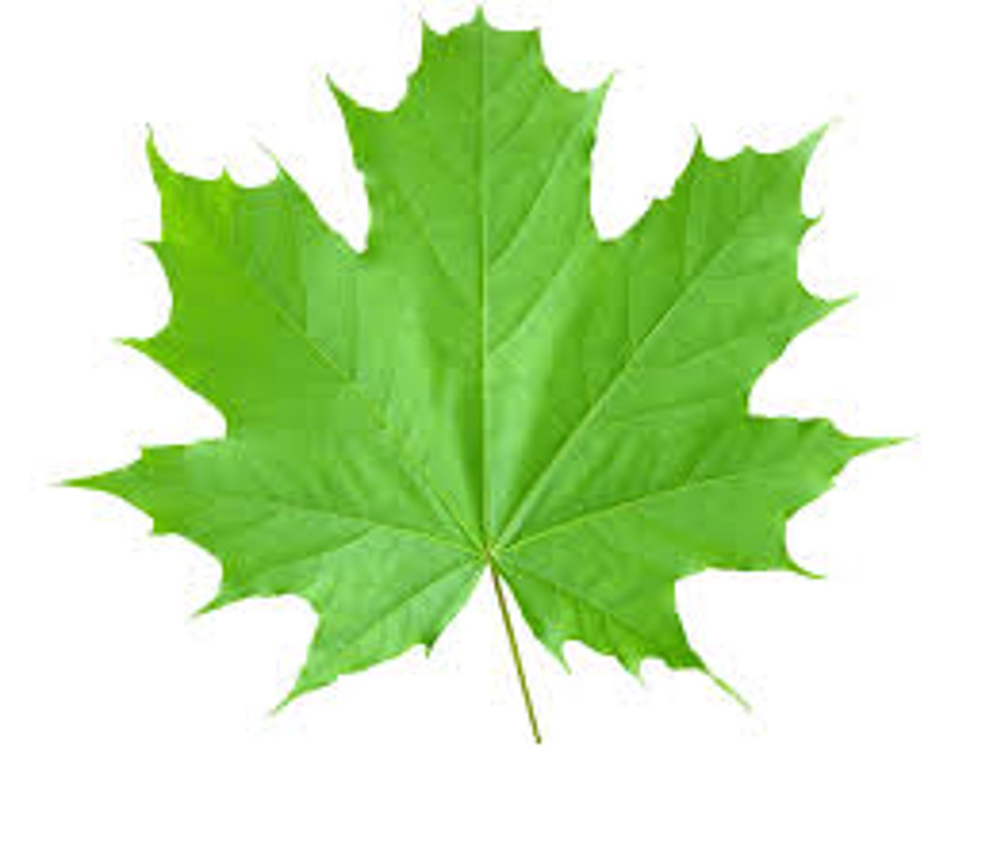 <p>some plant organs cease to grow at a certain size</p>