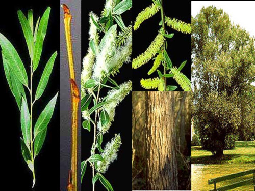 Family: Salicaceae 
Common: Carolina willow 
Range: Native 
Habitat: Hydric sites 
Bark: Young stems are smooth & reddish brown, mature can be furrowed 
Persistence: Deciduous 
Leaves: Simple & alternate, lanceolet shaped, finely serrated margins, pinnate venation
Other: Grows in clusters, rounded leaves around leaf base, underside may be glaucous