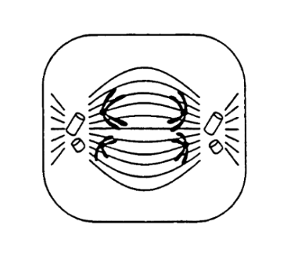 <p>the centromeres do not split, chromosomes of homologous pairs begin to migrate to opposite poles, each chromosome still consists of two chromatids</p>