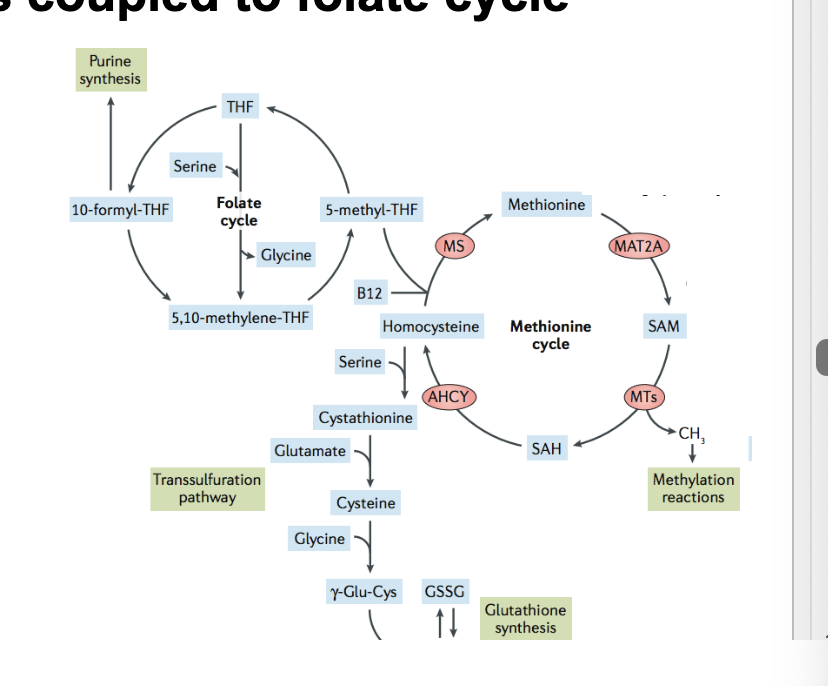 <p>is coupled to folate cycle</p><ul><li><p>methionine = essential amino acid b/c the full carbon backbone CANNOT be synthesized so must be obtained from diet</p></li></ul><p></p>