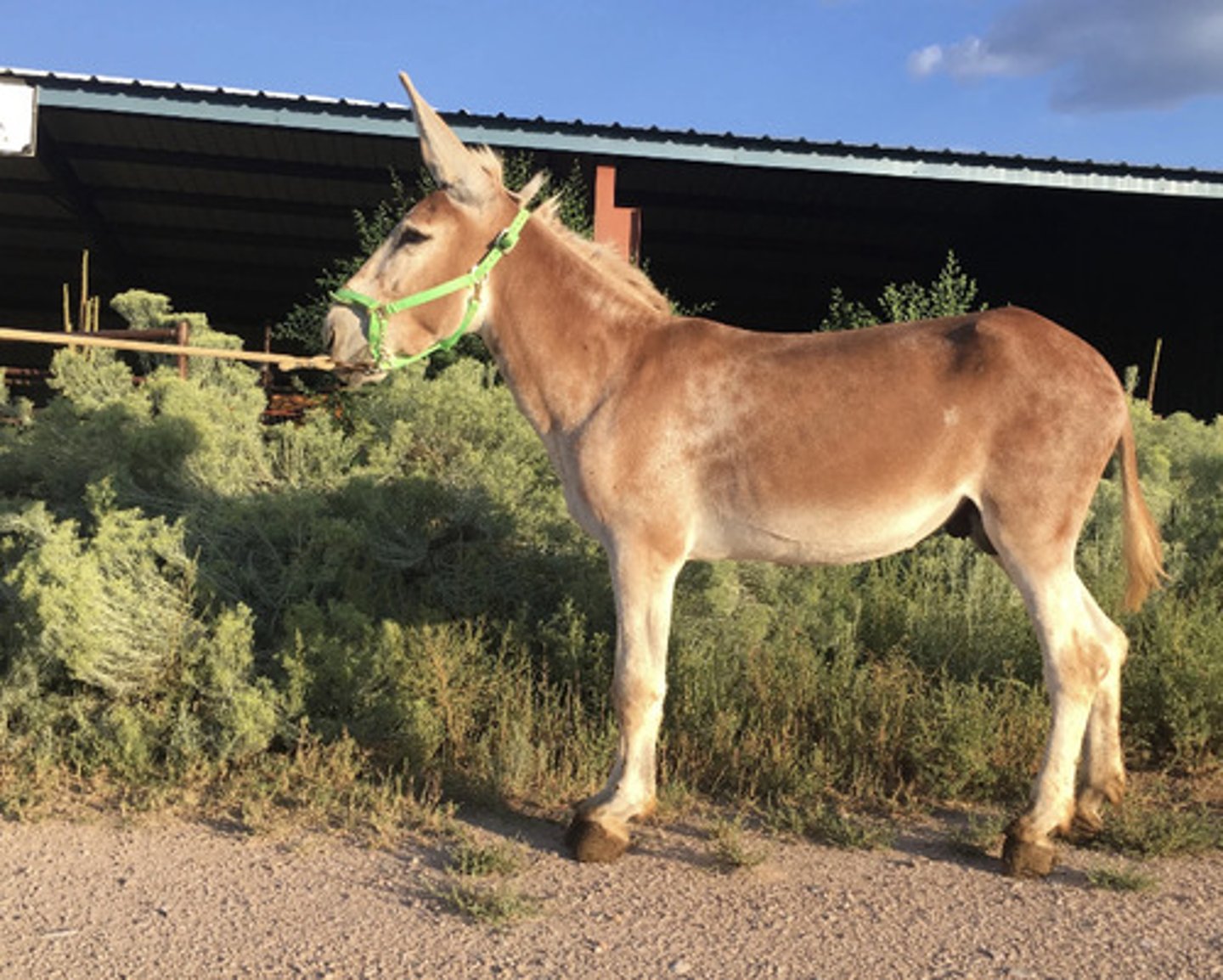 <p>Sorrel, long ears, makes mules</p>
