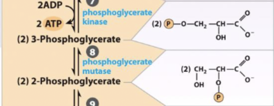 <p>3-phosphoglycerate ←→ 2-phosphoglycerate</p>