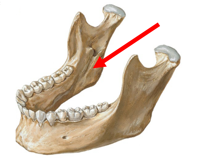 <p>what structure is indicated by the red arrow, and what travels through it?</p>