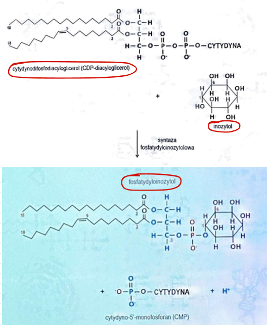 <p>CDP-diacyloglicerolem</p>