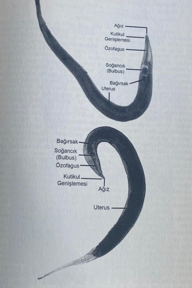 <p>Regnum: Animalia<br>Phylum: Nematoda (Nemathelminthes)<br>Classis: Secernentea (Phasmidia)<br>Ordo: Ascaridida<br>Genus: Enterobius (Oxyuris)</p><p>Enterobius vermicularis</p>