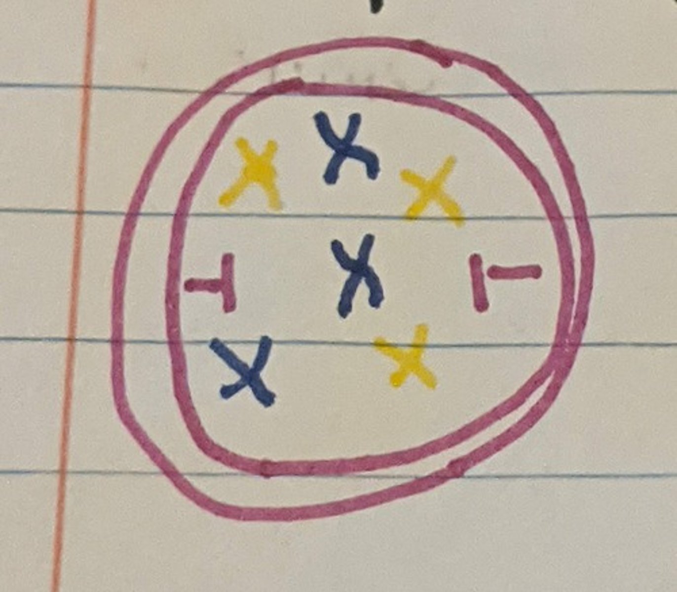 <p>Chromosomes become visible as they condense and thicken</p>