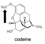 <p>Name Enzyme&nbsp;</p>