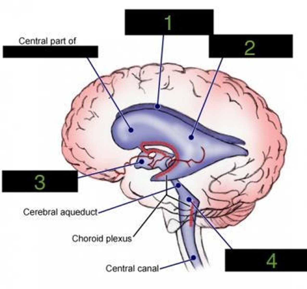 <p>what ventricle is number 1?</p>