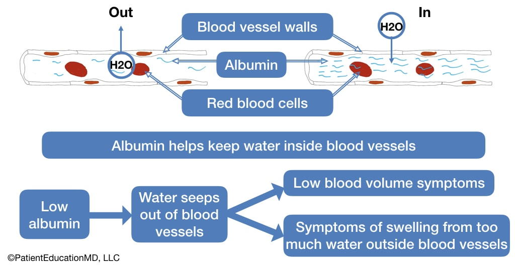 <p>The following protein maintains osmotic balance between the tissue fluid and the blood</p>