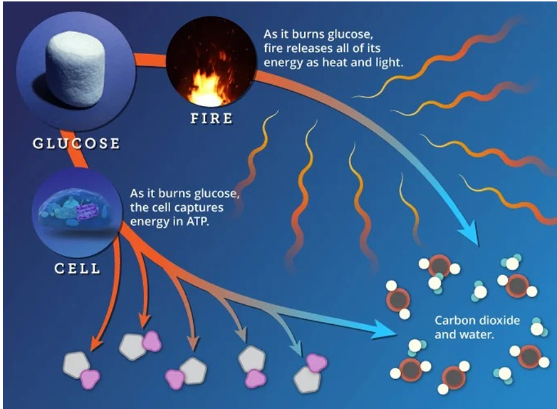 <p>What key statement about free-energy change is made on this slide?</p>