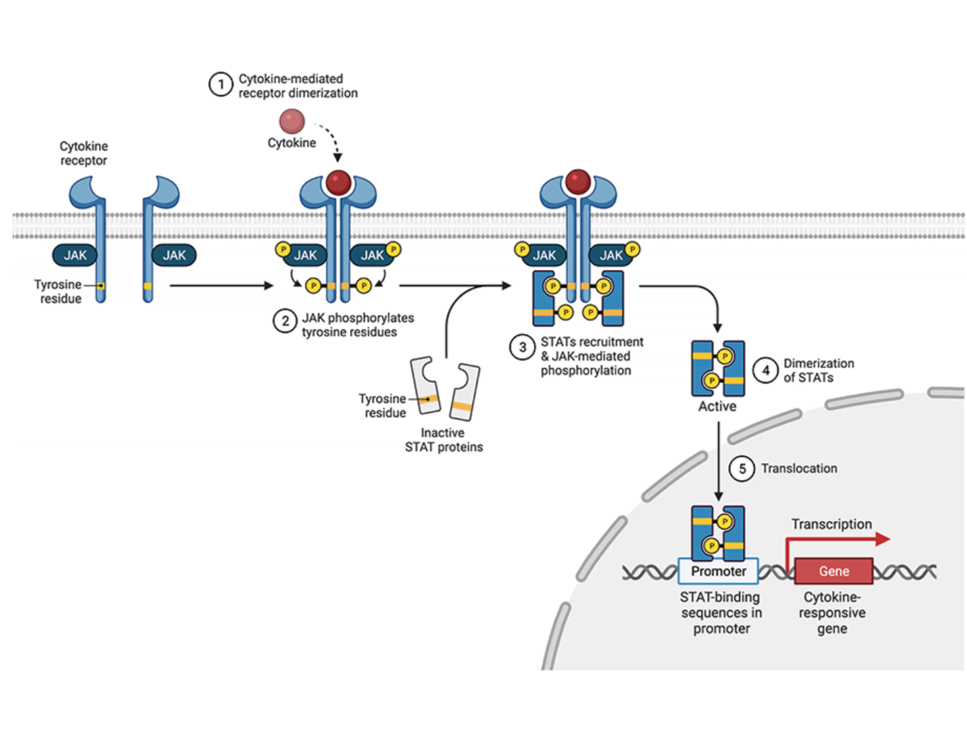 JAK = signal transducer
STAT = transcription activator

1) cytokine-mediated receptor dimerization
2) JAK phosphorylates tyrosine residues of cytokine receptor
3) STATs recruitment and JAK-mediated phosphorylation
4) dimerization of STATs
5) translocation into nucleus