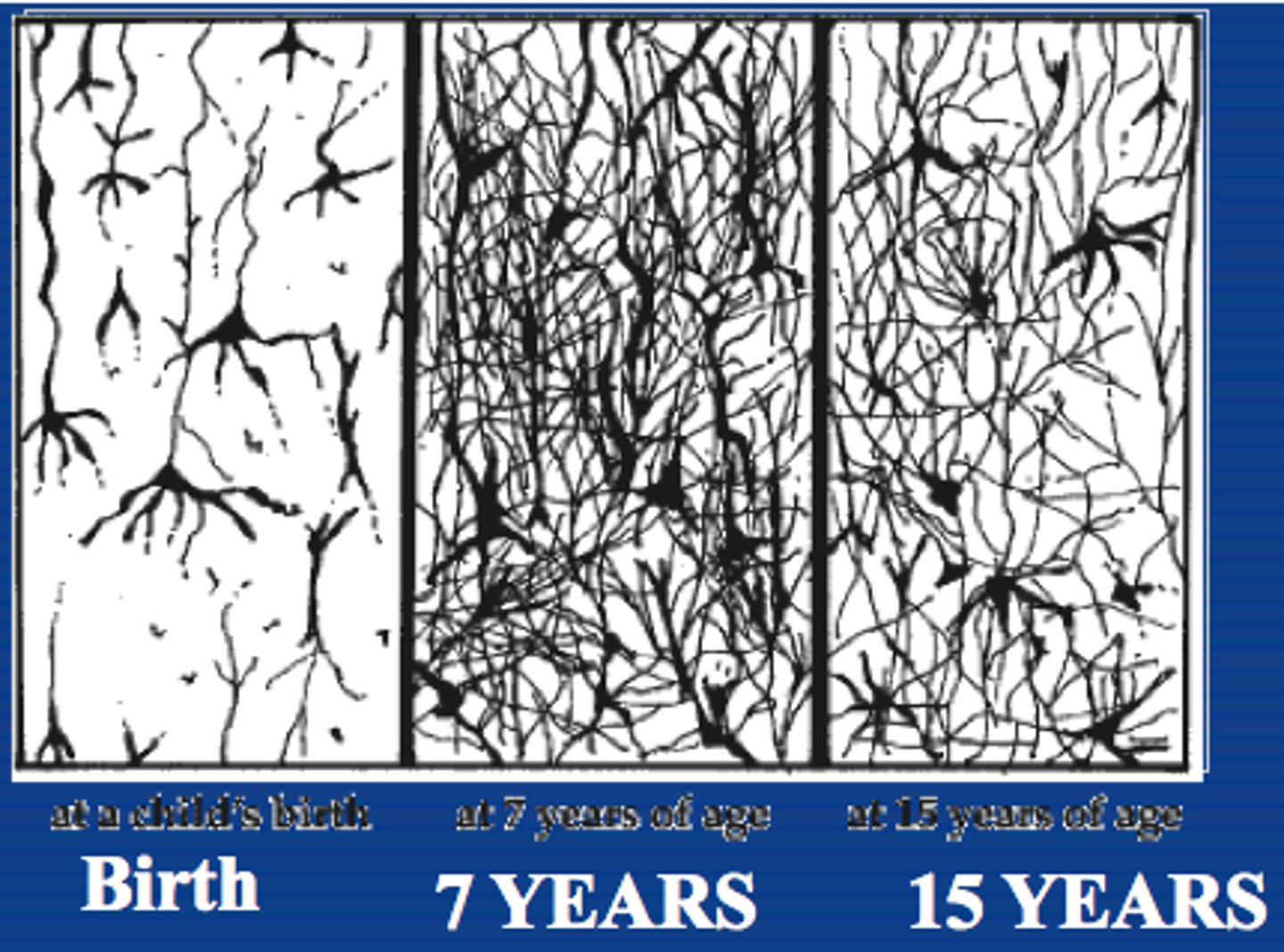 <p>a process whereby the synaptic connections in the brain that are used are preserved, and those that are not used are lost</p>