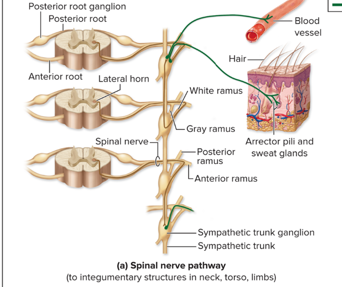 <ul><li><p>For <strong>skin effectors</strong> (For example, sweat glands) of neck, torso and limbs</p></li><li><p><strong>Pre neuron enters sympathetic trunk ganglion </strong>and synapses with ganglionic neuron</p></li><li><p><strong>Postganglionic axon travels through gray ramus </strong>at same spinal level as ganglion, joins that level’s spinal nerve and <strong>extends to effector</strong></p></li></ul><p></p>