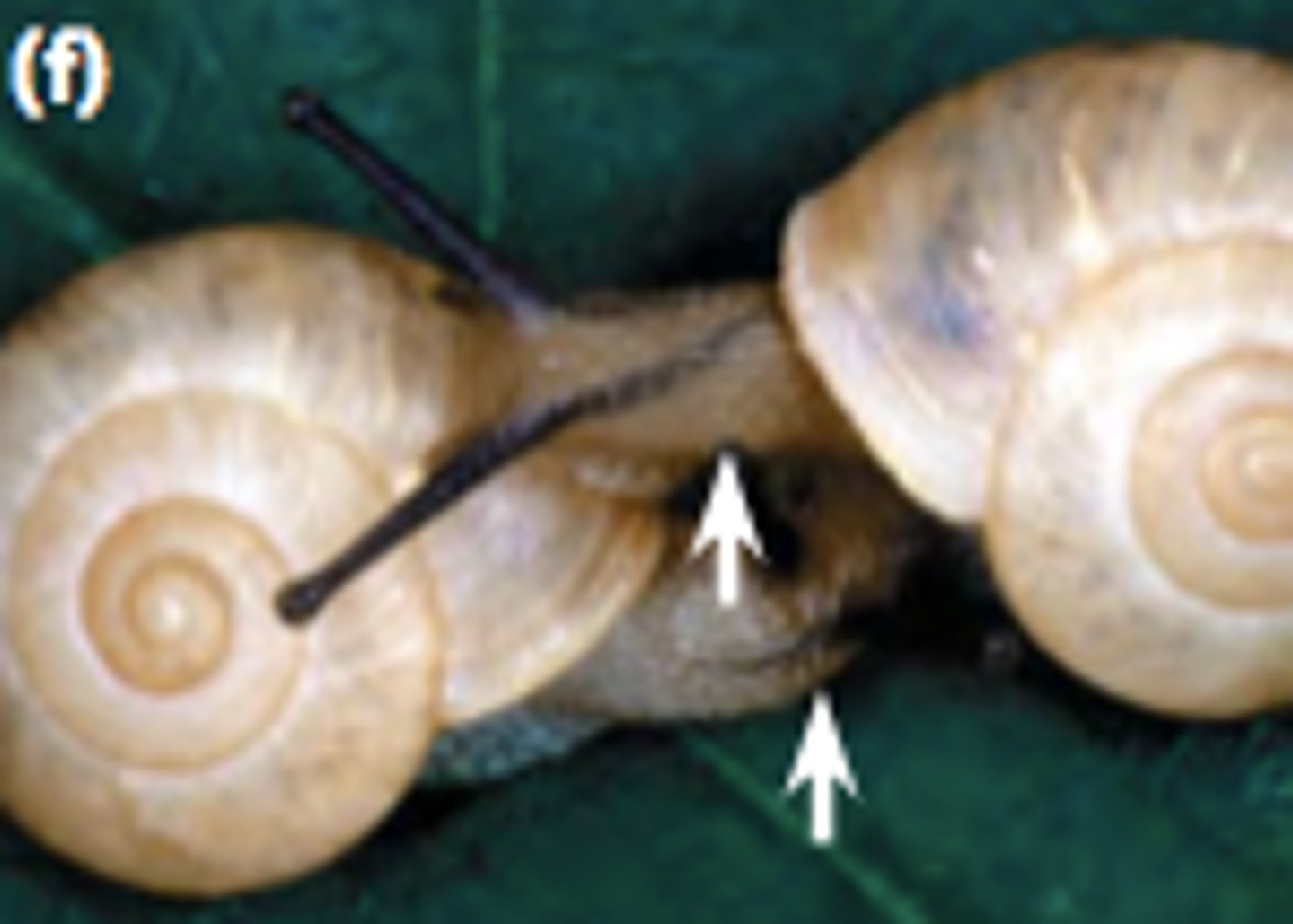 <p>Mating attempt occurs, but morphological (structural) differences prevent successful mating</p>
