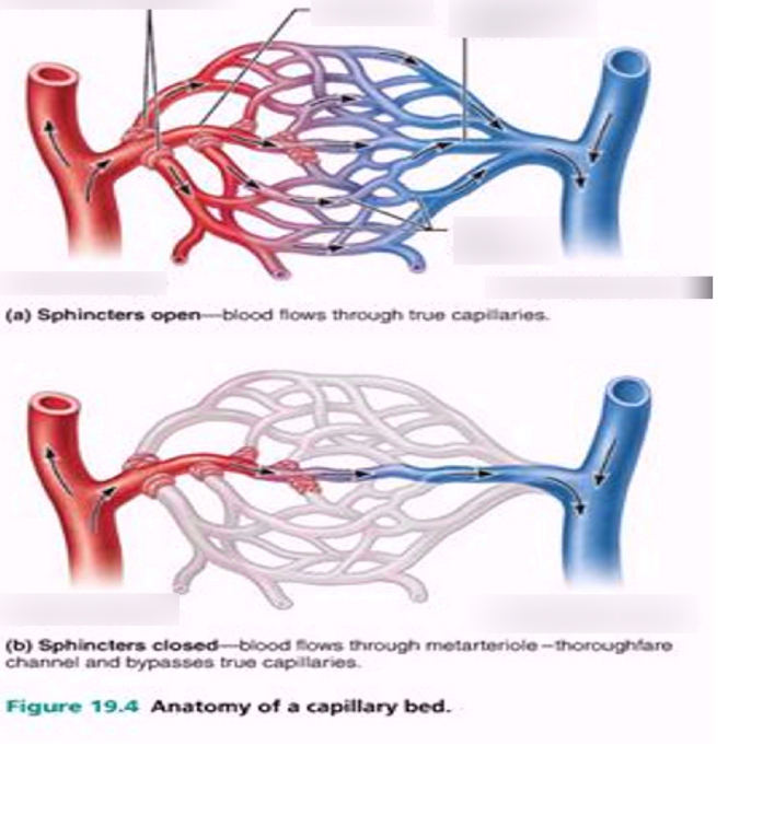 <p>Network of capillaries connecting metarterioles to venules </p>