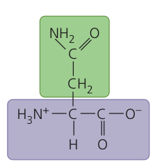 <p>Asparagine</p>