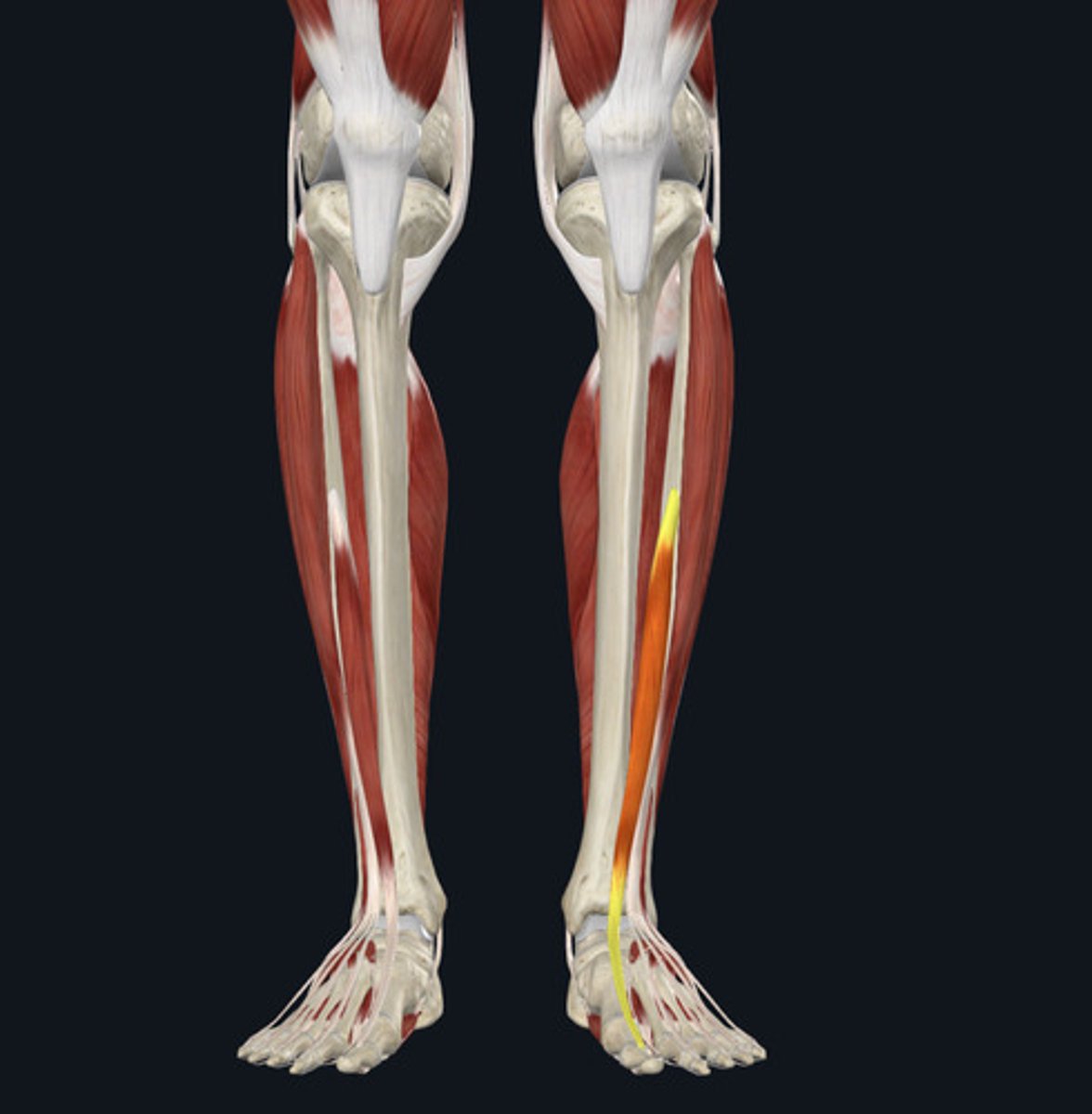 <ul><li><p><u>Origin:</u>&nbsp;Fibula</p></li><li><p><u>Insertion:</u>&nbsp;Big toe (hallux)</p></li><li><p><u>Action:</u>&nbsp;Big toe (hallux) extension</p></li></ul><p></p>