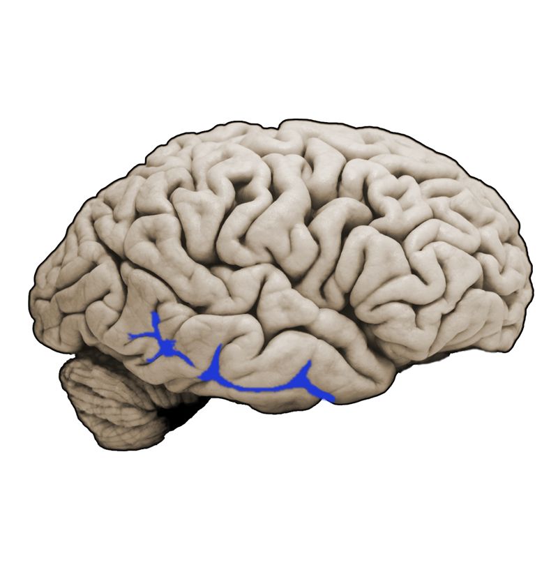 <p>What structure is this and what is the function?</p>