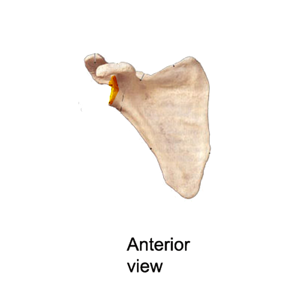 <p>Name the highlighted portion of the scapula</p>