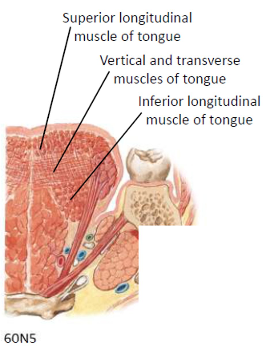 <p>Alter tongue shape + swallowing</p>