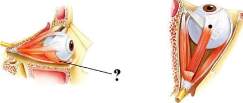 <p><span><span>Identify the indicated structure.</span></span></p>