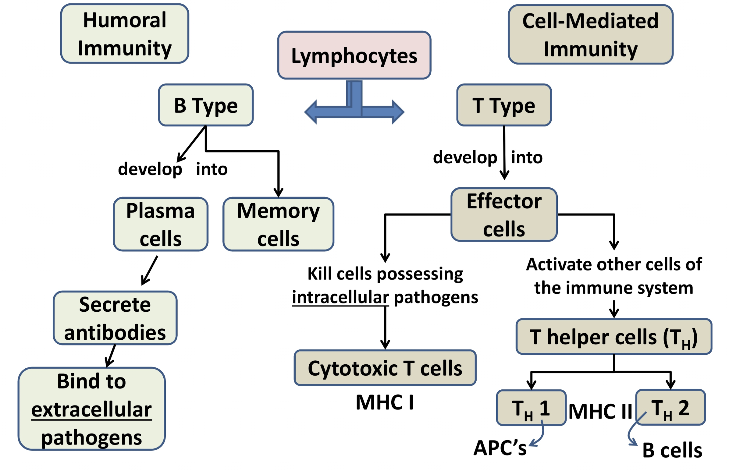 <ul><li><p><strong>Humoral immunity:</strong> involves <strong>B cells</strong> → become <strong>plasma cells</strong> and <strong>memory cells</strong> → plasma cells make <strong>antibodies (IgA, IgG..)</strong>→ fight <strong>extracellular pathogens</strong> (outside cells)</p></li></ul><p></p><ul><li><p><strong>Cell-mediated immunity:</strong> involves <strong>T cells</strong> → become <strong>cytotoxic T cells</strong> (kill infected cells) or <strong>T helper cells</strong>(activate other immune cells) → fight <strong>intracellular pathogens</strong> (inside cells)</p></li></ul><p></p><p><span>👉</span> B cells make antibodies; T cells kill infected cells and help other immune cells.</p>