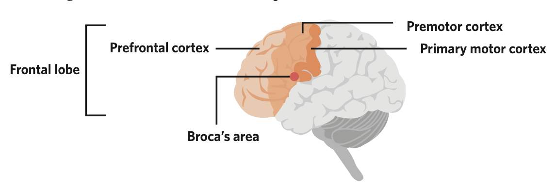 the largest and frontmost lobe of the cerebral cortex that is composed of motor and association areas.

* composed of the premotor cortex, primary motor cortex, prefrontal cortex and broca’s area