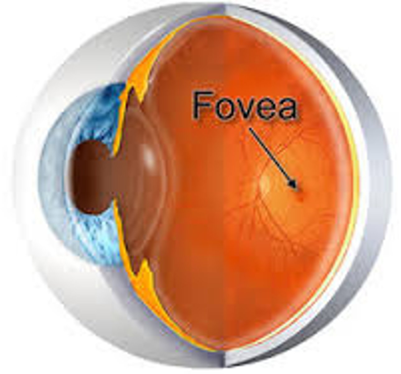<p>the central focal point in the retina, around which the eye's cones cluster</p>