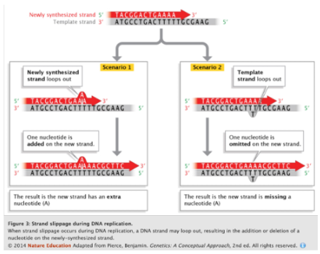 <ul><li><p><span style="background-color: transparent; font-family: &quot;Helvetica Neue&quot;, sans-serif;">Inherently makes <strong>mistakes </strong>(since it has multiple mechanisms), making new alleles</span></p></li><li><p><span style="background-color: transparent; font-family: &quot;Helvetica Neue&quot;, sans-serif;">Every mitosis carries risk of mutation</span></p></li><li><p><span style="background-color: transparent; font-family: &quot;Helvetica Neue&quot;, sans-serif;">Temp effect: Every <strong>10 °C increase</strong> → mutation rate rises <strong>2–3</strong> times → potential link to climate change</span></p></li><li><p><span style="background-color: transparent; font-family: &quot;Helvetica Neue&quot;, sans-serif;">Byproducts of cell metabolism (<strong>normal growth, G<sub>1</sub>, S, G<sub>2</sub></strong>) can also mutate</span></p></li></ul><p></p>