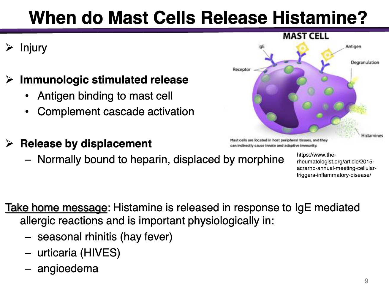 <p>During injury</p><p>Immunologic stimulated release </p><ul><li><p>antigen binds to mast cell</p></li><li><p>complement cascade activation</p></li></ul><p>Release by displacement</p><ul><li><p><strong>bound to heparin, displaced by morphine </strong></p></li></ul><p></p>
