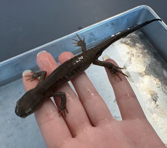 <p>Ambystoma jeffersonianum. Ambystomidae.</p>