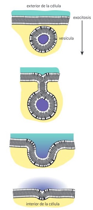 <p><span style="color: rgb(0, 0, 0);"><strong><em><mark data-color="#e89845" style="background-color: rgb(232, 152, 69); color: inherit;">La exocitosis</mark></em></strong></span><span> es una forma de transporte activo y transporte por arrastre en el que una célula transporta moléculas fuera de la célula. Como mecanismo de transporte activo, la exocitosis requiere el uso de energía para transportar material.</span></p>