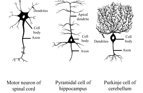 <ul><li><p>Characterized by a single axon and multiple dendrites extending from their cell body.</p></li><li><p>This structure allows them to receive and integrate a large amount of information from other neurons.</p></li><li><p>All of them have a axon terminal that terminate in the muscle, affecting activity in the muscle. </p></li><li><p>Both interneurons and efferent neurons are this type.</p></li></ul><p></p>