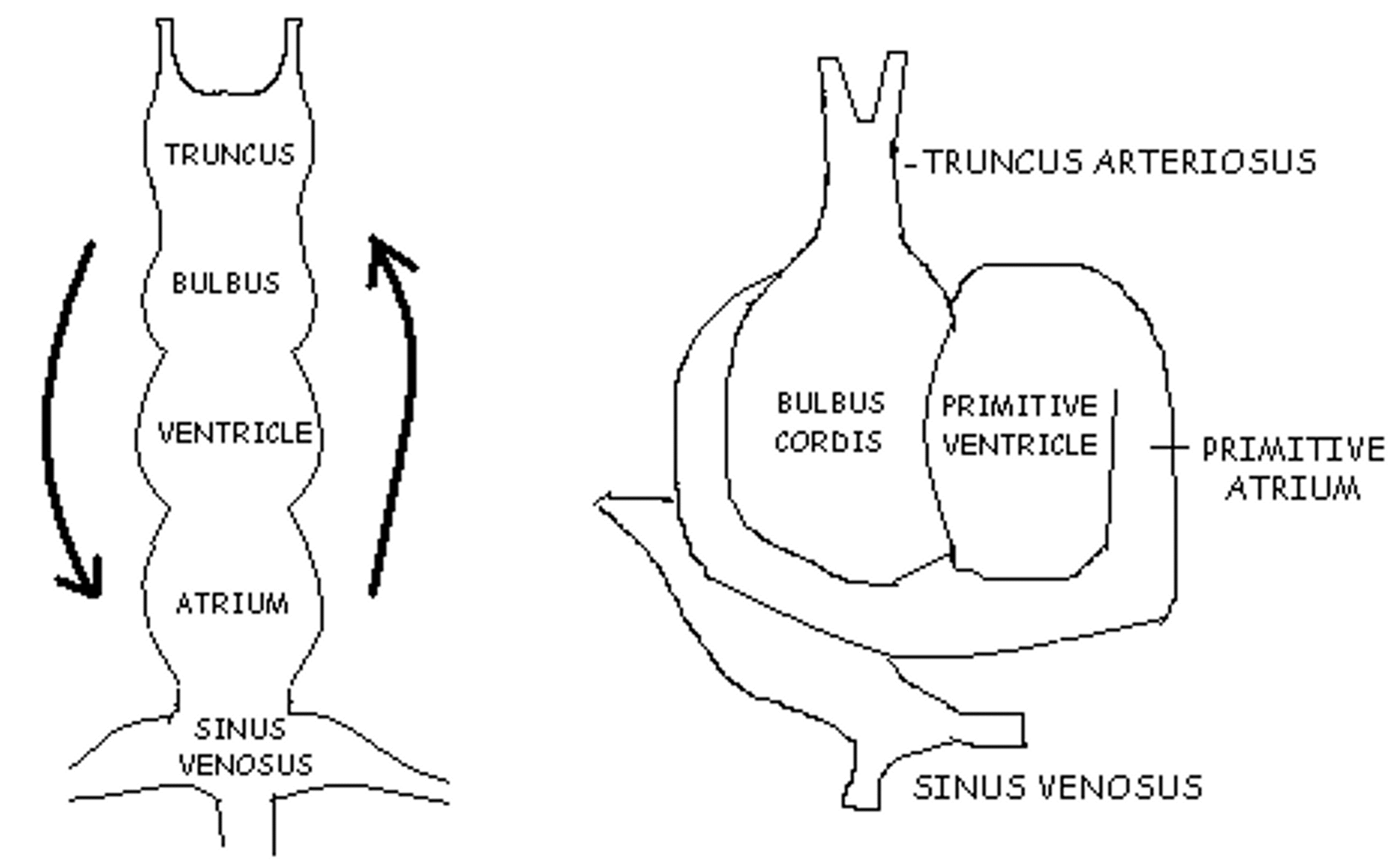<p><span><span>In the image to the right, at what week is this fetal development occurring?</span></span></p>