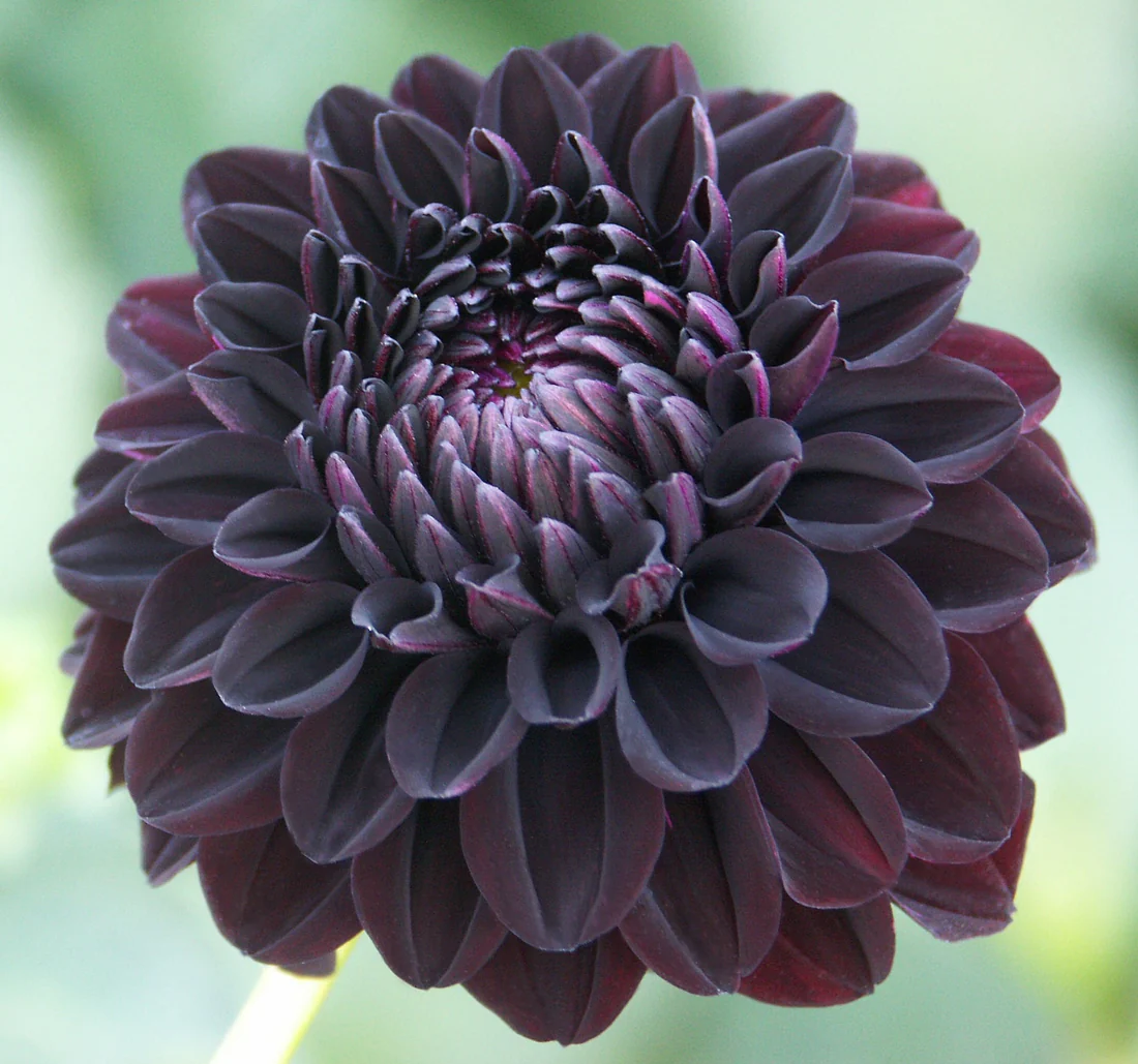 <p>Flower Anatomy</p>