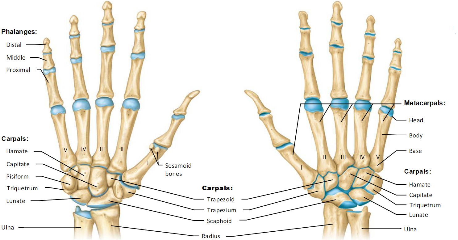 <p>Medial - Lateral</p><p>Smart Leaders Train People To Think Clearly, Honestly</p>