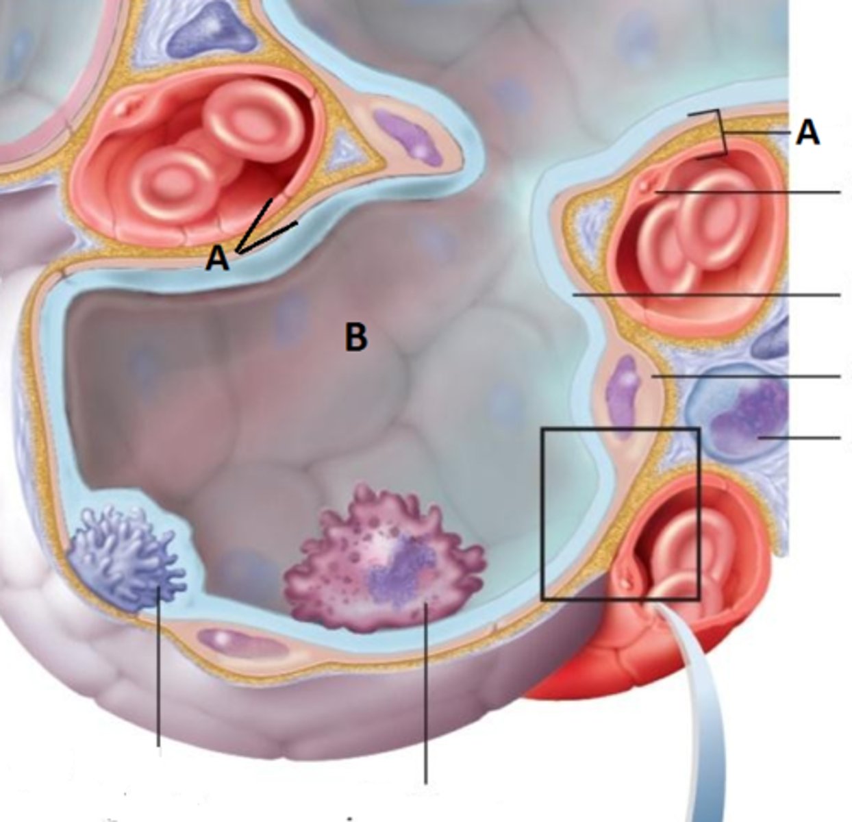 <p>where gas exchange occurs between the air on the alveolar side and the blood on the capillary side; the alveolar and capillary walls form the respiratory membrane</p>