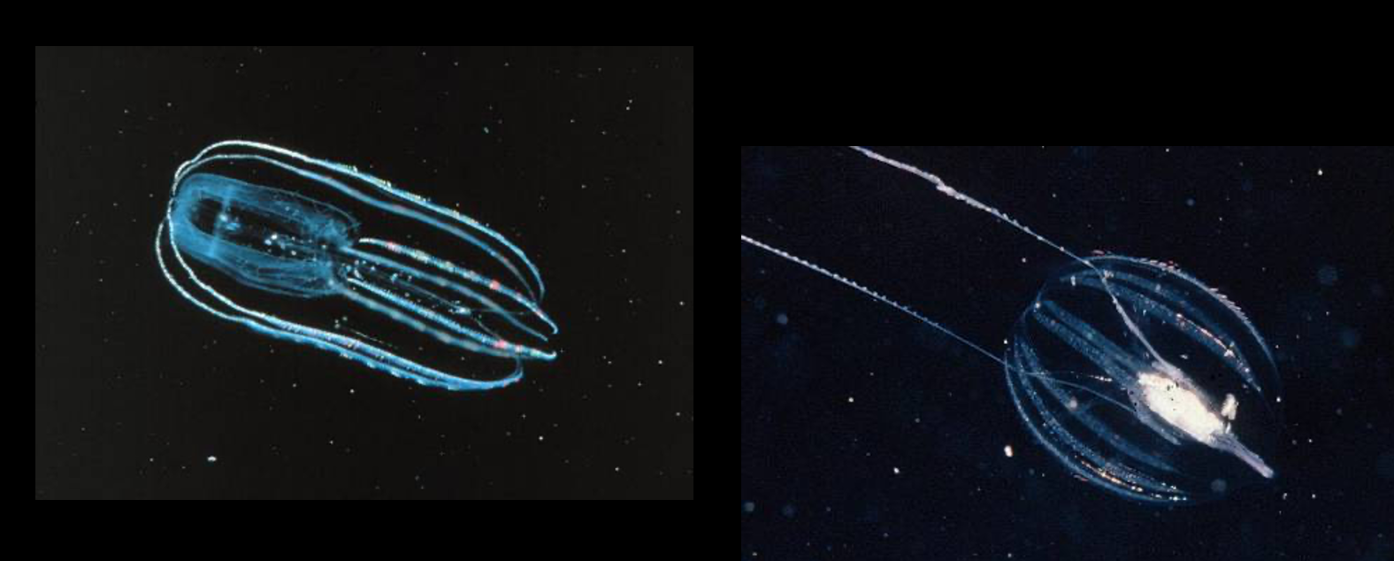 <p>what is depicted here</p>