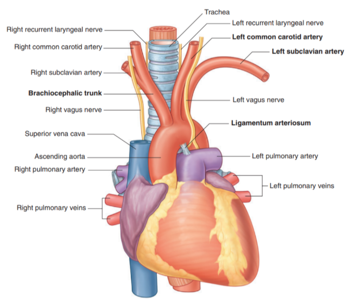 <ul><li><p>The thoracic portion of the aorta can be divided into the ascending aorta, arch of the aorta, &amp; thoracic (descending) aorta —</p><ul><li><p>Only the arch of the aorta is in the superior mediastinum</p></li></ul></li><li><p>The arch extends as high as the midlevel of the sternal manubrium &amp; is initially anterior, but later moves laterally to the trachea</p></li><li><p>From the arch we have 3 branches, each of which is crossed by the left brachiocephalic vein —</p><ul><li><p>Brachiocephalic trunk</p></li><li><p>Left common carotid artery</p></li><li><p>Left subclavian artery</p></li></ul></li><li><p>In this region we can also recognize the ligamentum arteriosus which is formed from the embryological structure known as the ductus arteriosus.</p></li></ul>