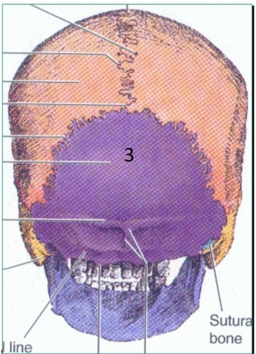 <p>1. Top</p><p>2. Side</p><p>3. If you flip it</p>