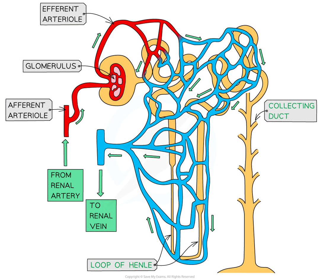<ul><li><p>within bowmans, each nephron = glomerulus</p></li><li><p>each glomerulus is supplied w blood by an afferent arterial (which carries blood from renal artery)</p></li><li><p>capillaries of the glomerulus rejoin to form efferent arteriole</p></li><li><p>blood flows from efferent arteriole into network of caps that run closely alongside rest of nephron</p></li><li><p>blood from caps eventually flows into renal vein</p></li></ul><p></p>
