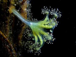 <p>no medusa stage</p><p>solitary polyp on a stalk</p><p>polyp top resembled a medusa</p><p>reproduce sexually</p><p>very few species</p><p>not much is known about this class</p>
