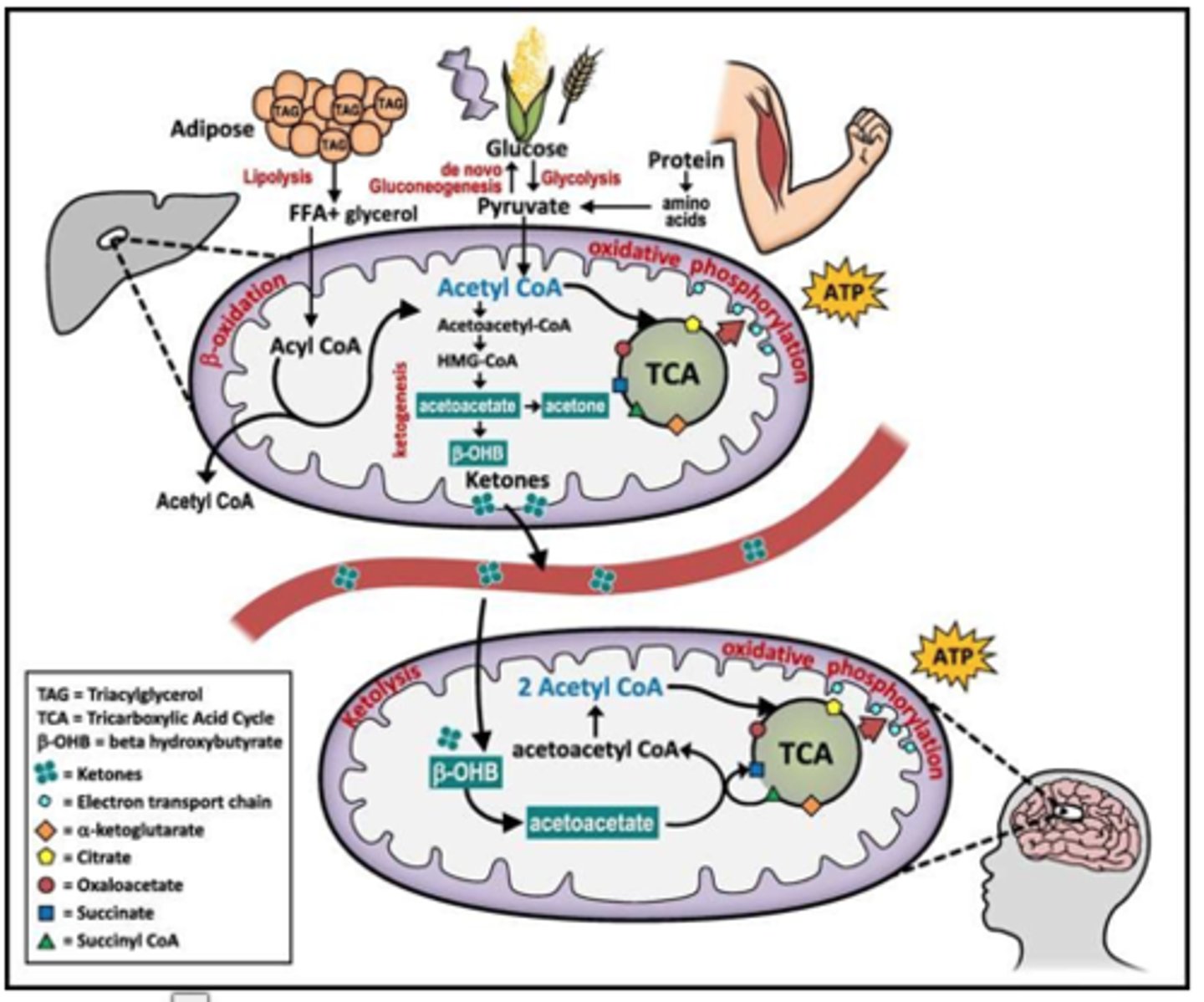 <p>Excess ____ produced from saturated fat is stored as _____ in the body</p>