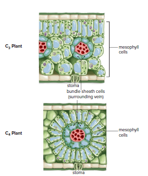 Comparison of C3 and C4 plant anatomy.