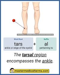 <p><span><span>the cluster of </span></span><strong>seven short bones</strong><span><span> in the ankle and upper foot</span></span></p>