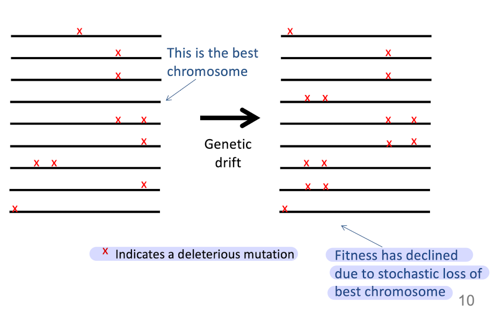 <p>In combination with genetic drift, leads to decrease in fitness </p>